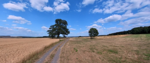 Russian Oak